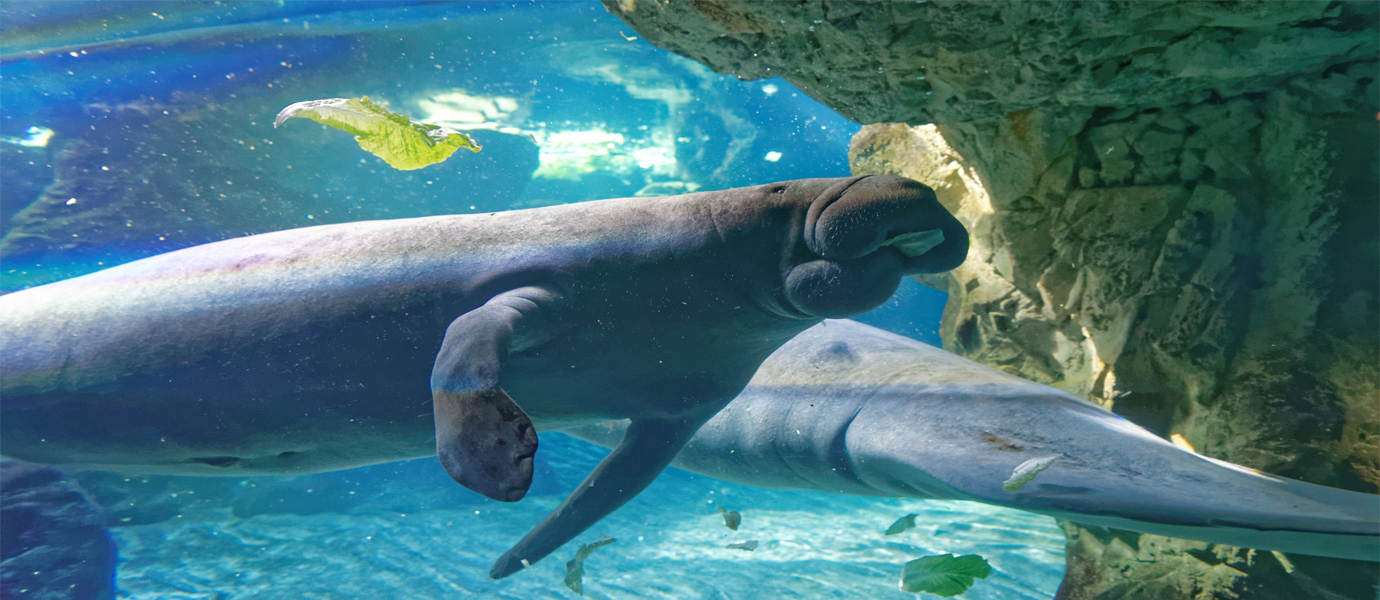 Monterey Bay Aquarium